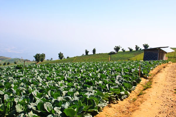 Imagen de campos de lechuga en primavera —  Fotos de Stock