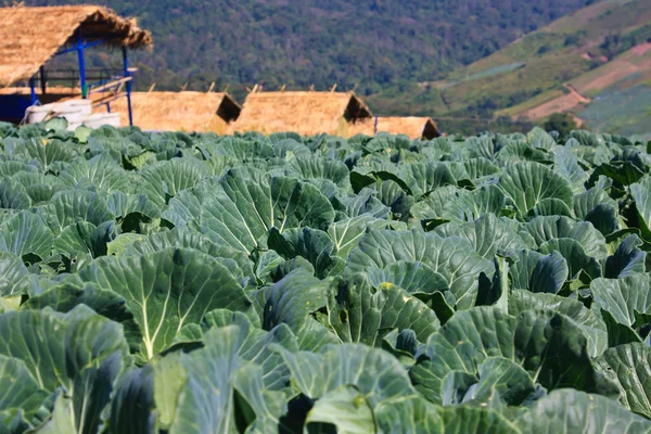 Image of lettuce fields in spring time — Stock Photo, Image