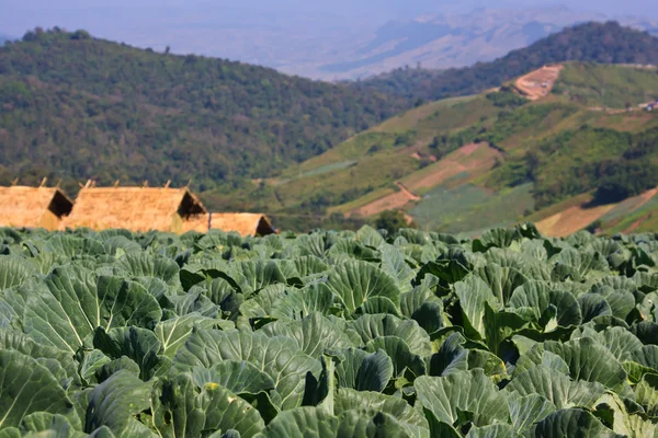 Image of lettuce fields in spring time — Stock Photo, Image