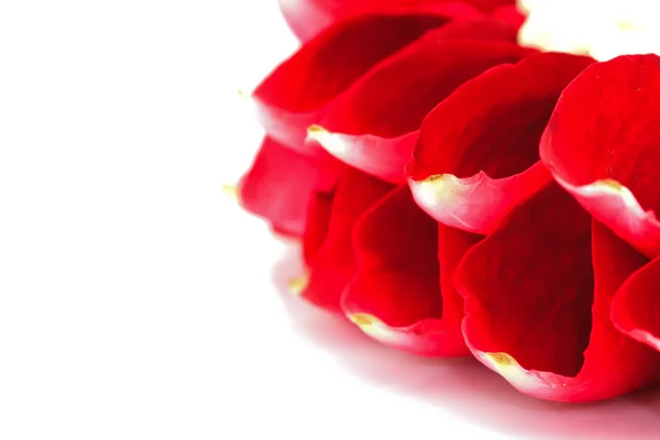 Close up of Jasmine Garland on white background — Stock Photo, Image