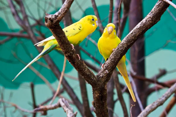 Dos tortolitos amarillos en el bosque en el árbol — Foto de Stock