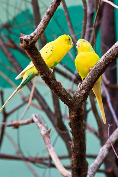 Dos tortolitos amarillos en el bosque en el árbol — Foto de Stock