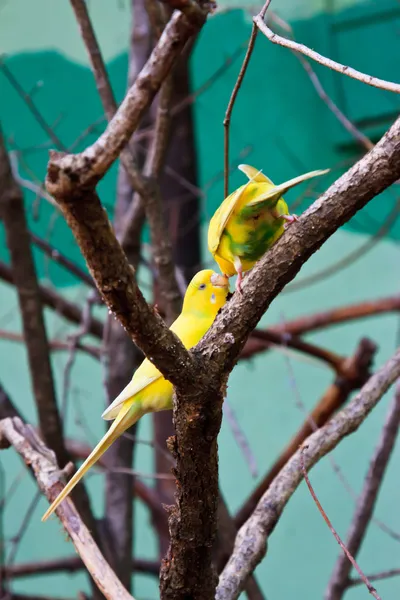 Iki sarı cennet papağanı Orman ağacı üzerinde — Stok fotoğraf