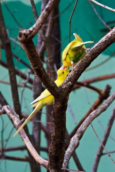 Two yellow lovebird in forest on tree — Stock Photo, Image
