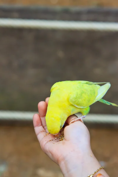 Iki taraftan cennet papağanı ormanda sarı — Stok fotoğraf