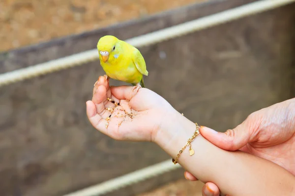 Two yellow lovebird in forest on hand — Stock Photo, Image