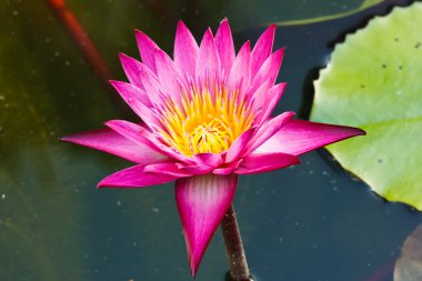 pembe lotus