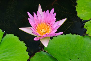 pembe lotus