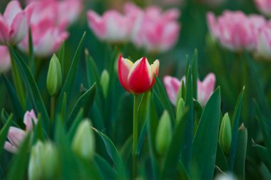 Bahçede güzel bahar çiçekleri