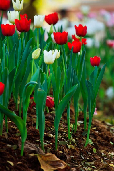 Bellissimi fiori primaverili in giardino — Foto Stock