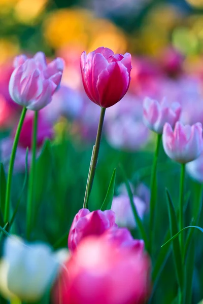 Hermosas flores de primavera en el jardín —  Fotos de Stock