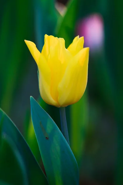 Vackra vårblommor i trädgården — Stockfoto