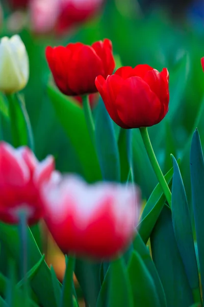 Beautiful spring flowers in garden — Stock Photo, Image