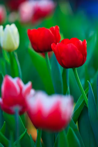 Beautiful spring flowers in garden — Stock Photo, Image