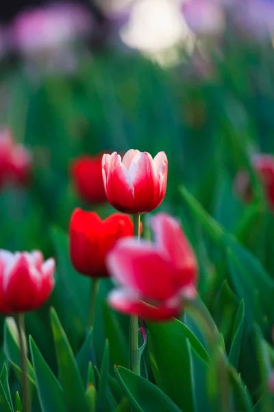 Hermosas flores de primavera en el jardín — Foto de Stock