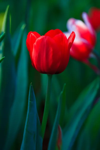 Beautiful spring flowers in garden — Stock Photo, Image