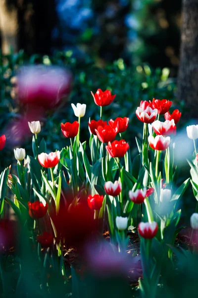 花园里美丽的春花 — 图库照片