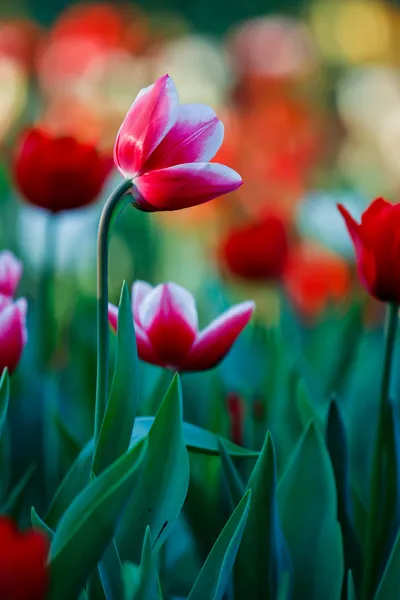 Beautiful spring flowers in garden — Stock Photo, Image
