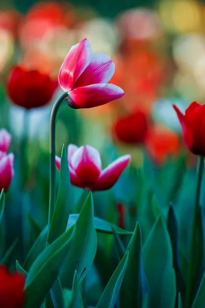 Vackra vårblommor i trädgården — Stockfoto