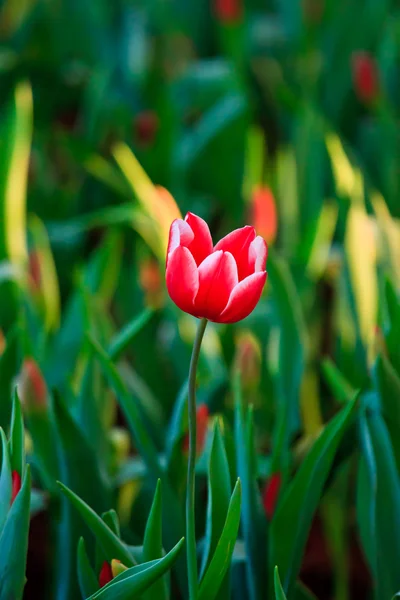 Belles fleurs printanières dans le jardin — Photo