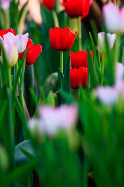 Mooie lentebloemen in de tuin — Stockfoto