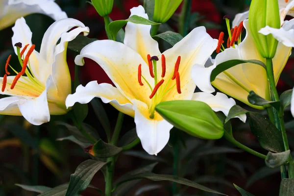 Vackra vårblommor i trädgården — Stockfoto