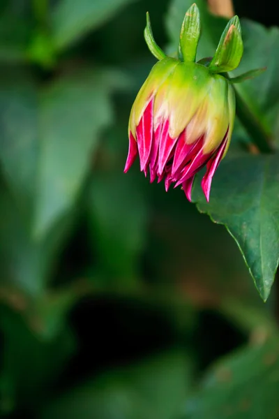 Vackra vårblommor i trädgården — Stockfoto