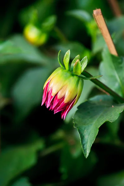 Vackra vårblommor i trädgården — Stockfoto