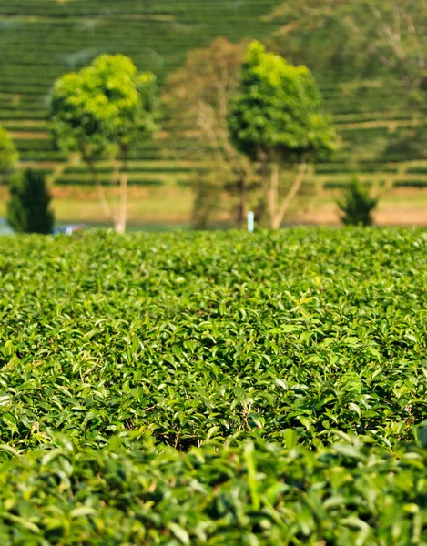 绿茶叶种植园字段 — 图库照片