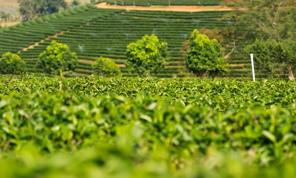 绿茶叶种植园字段 — 图库照片