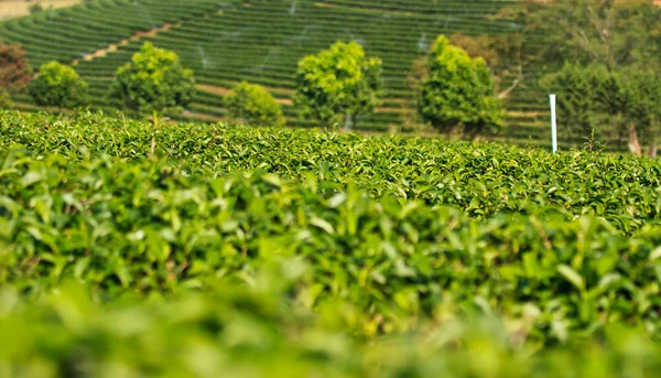 绿茶叶种植园字段 — 图库照片