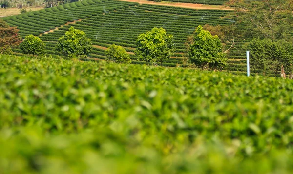 绿茶叶种植园字段 — 图库照片