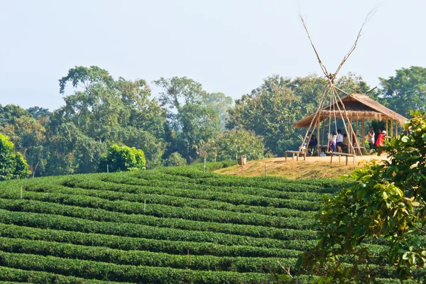 绿茶叶种植园字段 — 图库照片