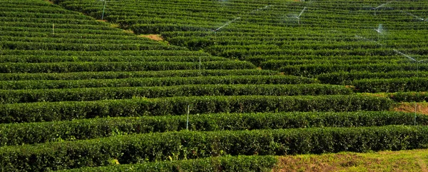 Campi di piantagione di tè verde — Foto Stock