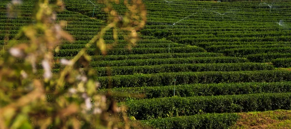 绿茶叶种植园字段 — 图库照片
