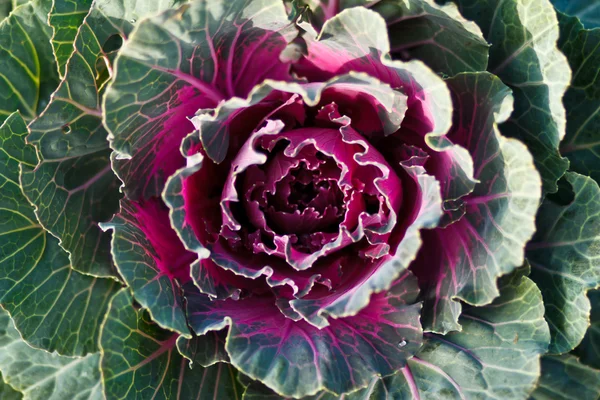 Gezonde groene salade, sla plantage en gekweekt in de tuin — Stockfoto