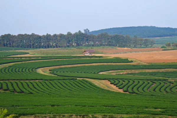 Campos de plantación de té verde —  Fotos de Stock