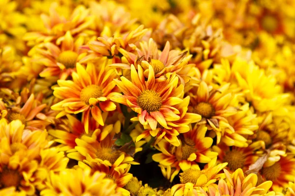 Schöne orange-gelbe floralen Hintergrund — Stockfoto