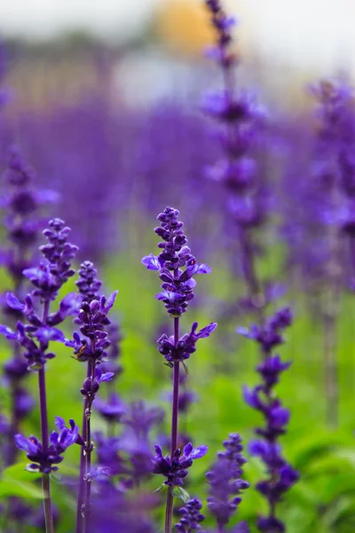 Paarse lavendelbloemen in het veld — Stockfoto