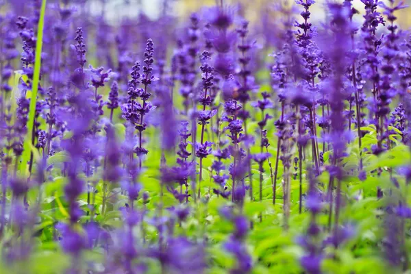 Paarse lavendelbloemen in het veld — Stockfoto