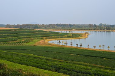yeşil çay plantasyon alanları