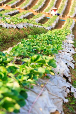 Çilekli tesisleri alanı dağ