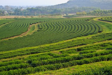 yeşil çay plantasyon alanları