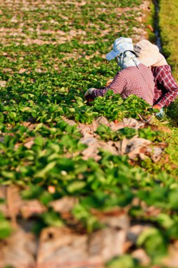 Çilekli tesisleri alanı dağ