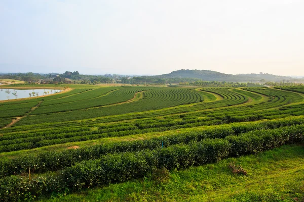 绿茶叶种植园字段 — 图库照片