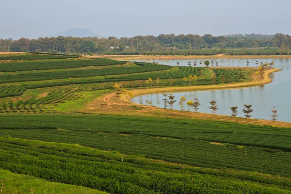 绿茶叶种植园字段 — 图库照片