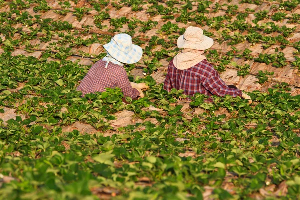 Jordgubbsplantor fältet på berget — Stockfoto