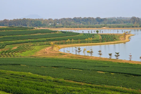 Green Tea Plantation Fields — Stock Photo, Image