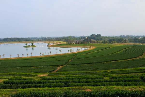 绿茶叶种植园字段 — 图库照片