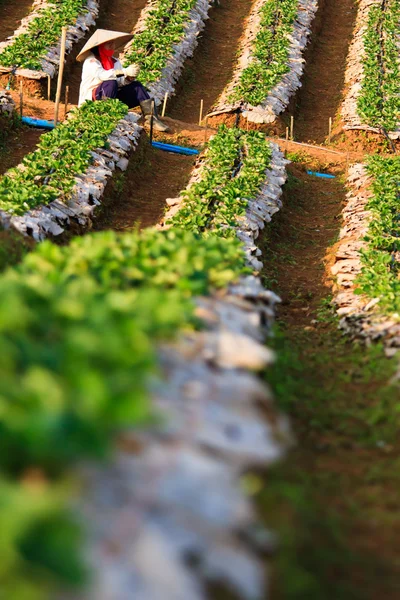 山のイチゴ植物フィールド — ストック写真